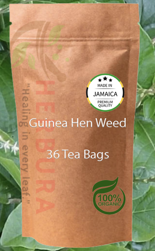 Guinea Hen Weed Tea Bags – Immune Boost and Natural Healing