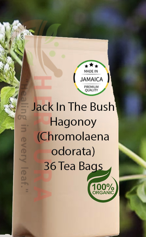Jack in the Bush Tea Bags – Healing, Immunity, and Detox Support