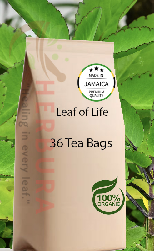 Leaf of Life Tea Bags – Respiratory, Kidney, and Immune Support