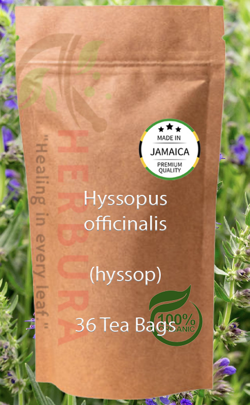 Hyssop Tea Bags – Respiratory Support and Natural Cleansing
